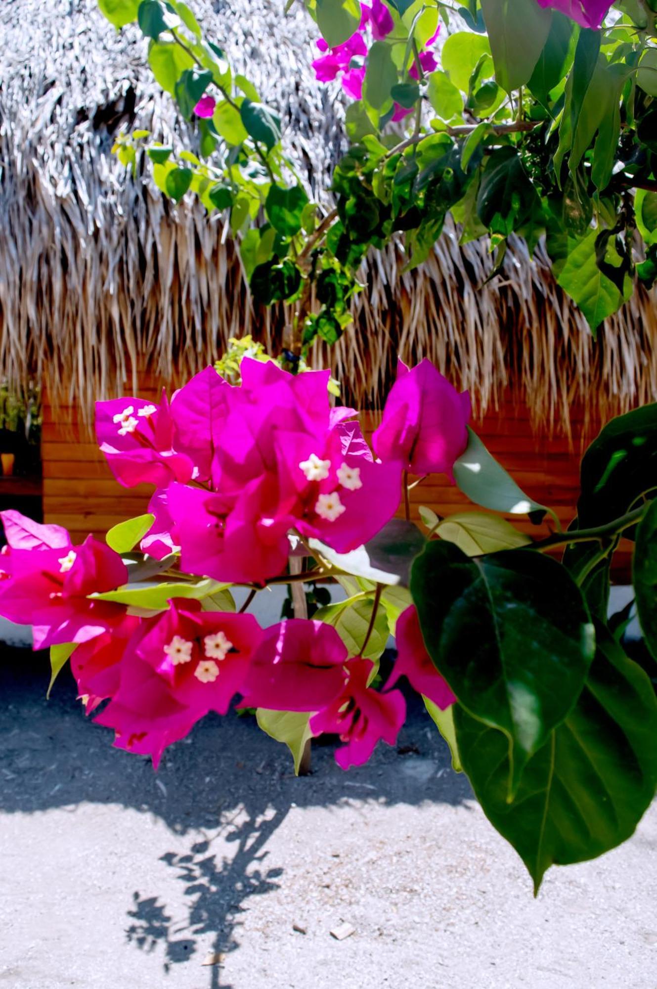 איילה גראנדה Palma Plata Islas Del Rosario מראה חיצוני תמונה