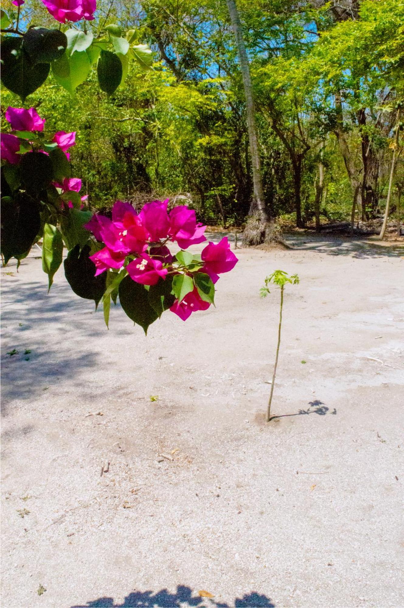 איילה גראנדה Palma Plata Islas Del Rosario מראה חיצוני תמונה